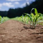 Przygotowanie gleby pod uprawy - jakie środki zastosować?